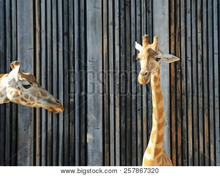 Two Heads Of Big Giraffe In The Zoo