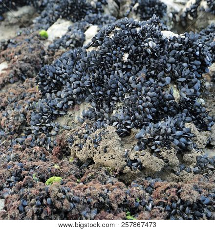 Many Black Mussels On The Rock By The Sea