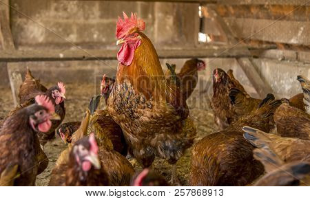 Chicken Creation Farm Animal