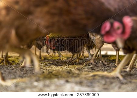 Chicken Creation Farm Animal