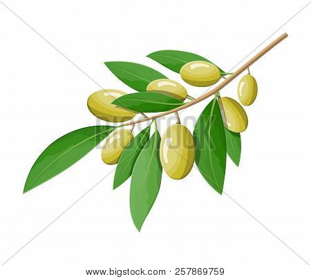 Green Olives Branch Isolated On White Background. Branch With Olives And Leaves. Olive Oil, Cosmetic