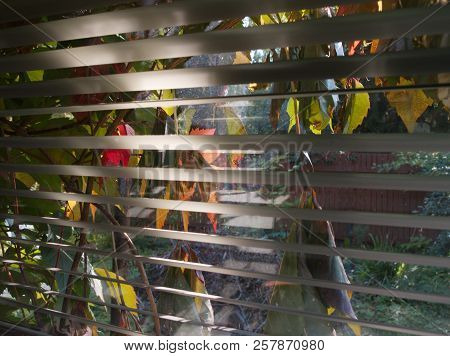 Autumn Colorful Foliage Throgh The Window Blinds