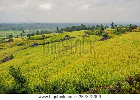 Beautiful Jatiluwih Rice Terraces Against The Background Of Famous Volcanoes In Bali, Indonesia