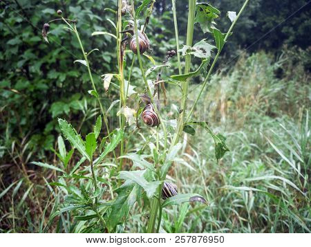 Big Snail With Green Grass, Close-up, Cochlea And Animal, Natural. Snail Sitting On Green Leaf. Walk