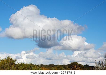 a photo of clouds and plants in the field