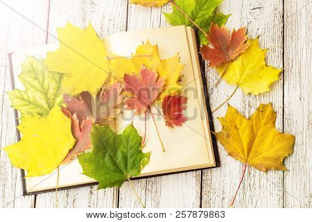 Open Book And Colorful Maple Leaves On White Wooden Background