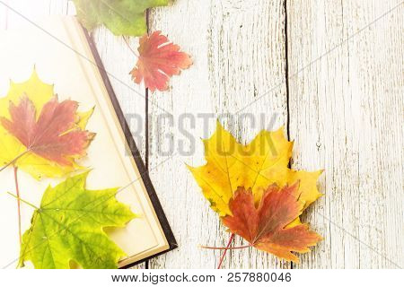 Open Book And Colorful Maple Leaves On White Wooden Background