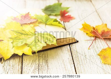 Open Book And Colorful Maple Leaves On White Wooden Background
