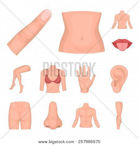 Part Of The Body, Limb Cartoon Icons In Set Collection For Design. Human Anatomy Vector Symbol Stock