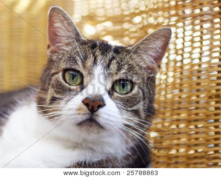 柳条工作背景的猫