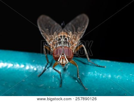 Macro Photography Of Little Orange Fly Isolated On Black Background