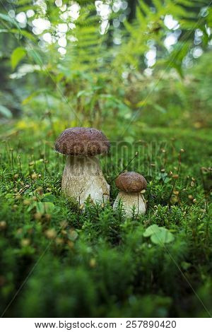 Boletus Edulis - Edible Mushroom. Small Boletus Growing In The Forest. Fungus In The Natural Environ