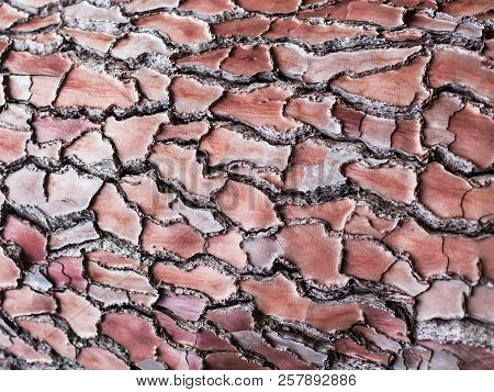 The Bark Of A Maritime Pine Pinus Pinaster . Natural Wood Texture Pattern For Background.