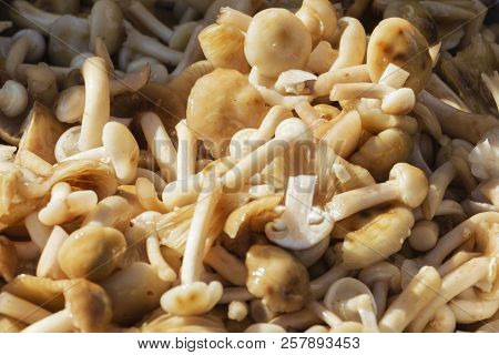 Lots Of Mushrooms, Close-up. Edible Mushroom.lots Of Mushrooms, Close-up. Edible Mushroom. Mushroom 