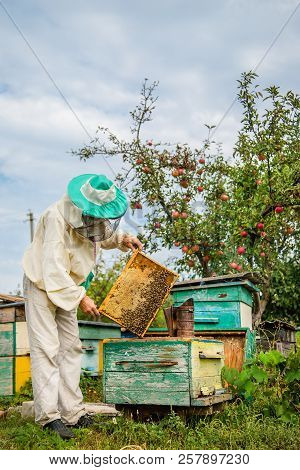 A beekeeper with a bee colony inspects.