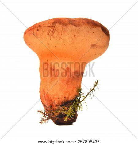 Fistulina Hepatica Mushroom, Also Known As The Ox Tongue Or Beefsteak Fungus
