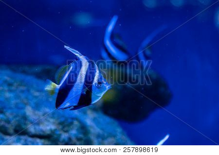 Beautiful Heniochus Intermedius Fish A Close Up