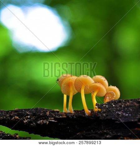 Mycena Renati Mushroom Cluster, The Beautiful Bonnet