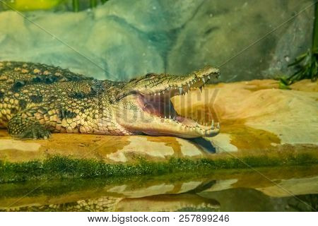 Crocodile With Open Mouth With Large Teeth Close-up