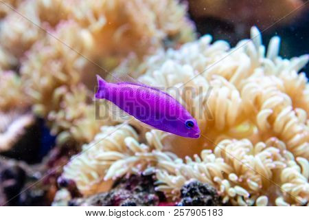 Beautiful Small Fish Pseudochromis Fridmani Close Up