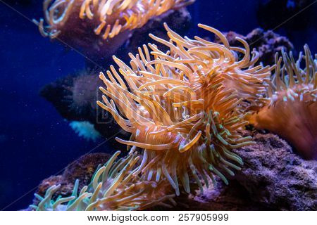Beautiful A Seaweed Catalaphyllia A Close Up