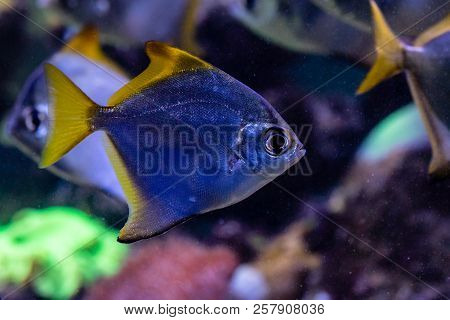 Beautiful Fish Monodactylus Argenteus A Close Up