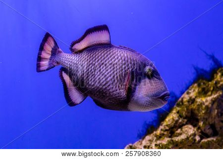 Beautiful Balistoides Viridescens Fish A Close Up