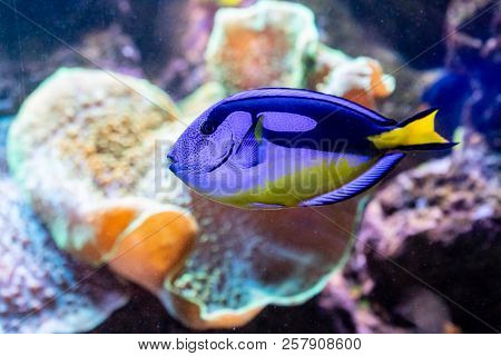 Beautiful Fish Paracanthurus Hepatus A Close Up