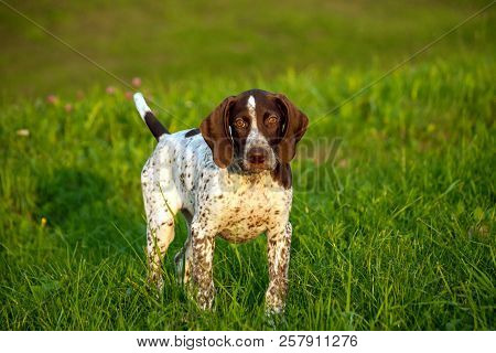 German Shorthaired Pointer, German Kurtshaar One Brown Spotted Puppy, Photo In The Evening Light In 