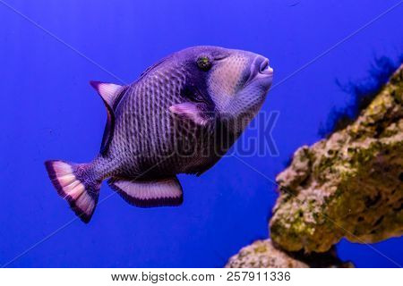 Beautiful Balistoides Viridescens Fish A Close Up