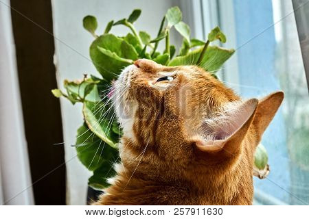 Red Hair Cat Hunts A Fly Near A Window