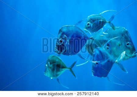 Beautiful Selene Vomer Fish A Close Up