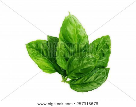 Basil. Basil Leaf Isolate. Collection.set Food, Ingredient, Juicy, Vegetable, Cut, Vegetarian,