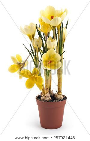 Beautiful Light Yellow Crocus Blossom Or Croci, (crocus Flavus), Flowering Plants Of The Iris Family