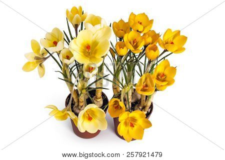 Two Beautiful Yellow Crocus Blossoms Or Croci, (crocus Flavus), Flowering Plants Of The Iris Family 