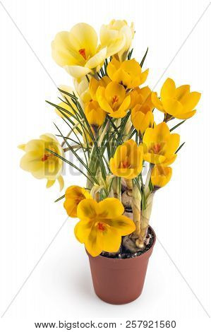Two Beautiful Yellow Crocus Blossoms Or Croci, (crocus Flavus), Flowering Plants Of The Iris Family 