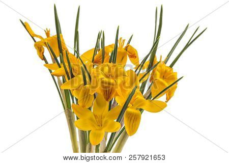 Beautiful Yellow Crocus Blossom Or Croci, (crocus Flavus), Flowering Plants Of The Iris Family In A 