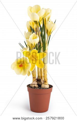 Beautiful Light Yellow Crocus Blossom Or Croci, (crocus Flavus), Flowering Plants Of The Iris Family