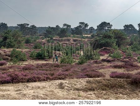 Appelscha, Aekingerzand, The Netherlands - September 8, 2018: Senior Couple With Dog Walking In A Du