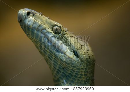Jamaican Boa, Epicrates Subflavus, This Snake Is Threatened With Extinction.