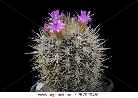 Cactus Neoporteria Villosa With Flower Isolated On Black