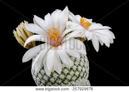 Cactus Mammillaria Albiflora With Flower Isolated On Black