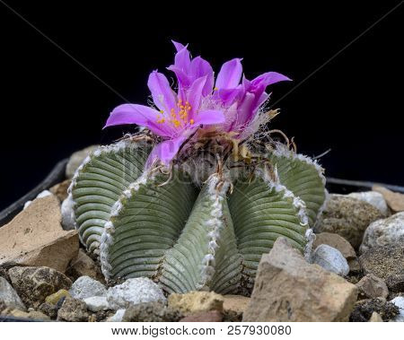 Cactus Aztekium Hintonii With Flower Isolated On Black