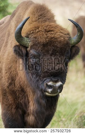 A Wisent The European Bison Stands In The Natural Park Of The Maashorst, Netherlands