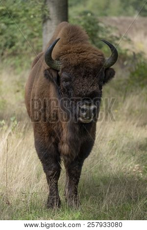 A Wisent The European Bison Stands In The Natural Park Of The Maashorst, Netherlands