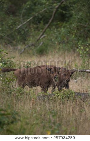 Two Young Wisent Calves The European Bison Standing In The Natural Park Of The Maashorst, Netherland