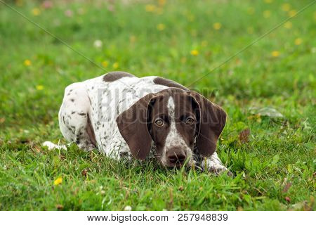 German Shorthaired Pointer, Kurtshaar One Brown Spotted Puppy Lies On The Green Grass In The Field, 