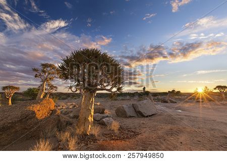 Landscape Of A Quiver Tree With Sun Burst And Thin Clouds In The Dry Desert