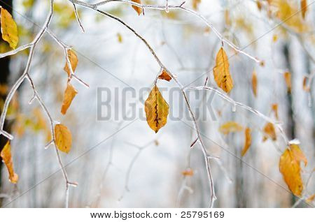 Rami di albero