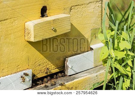 The Bees Are Returning To The Old Hive. Close Up.